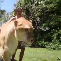 Une demi-tonne de matou