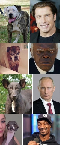 Chiens célèbres