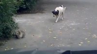 Chien ninja