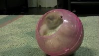 Chaton en boule