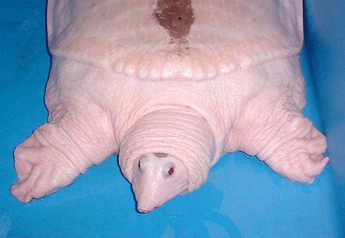 Une tortue chinoise molle et albinos.