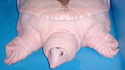 Tortue albinos