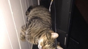 Un chat bien installé