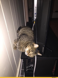 Un chat bien installé