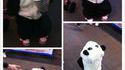 Un petit panda