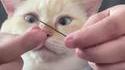 Minlouche