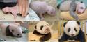 Naissance d'un panda