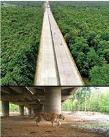 Autoroute surélevée en Inde pour laisser passer les animaux en dessous 