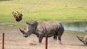 Méchant Rhinocéros