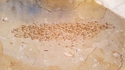 Fossile d'un banc de 259 poissons