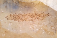 Fossile d'un banc de 259 poissons