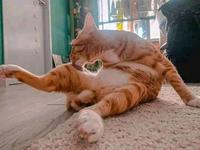 La position du chat