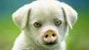 Cochonchien