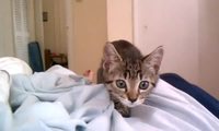 Attaque de chaton