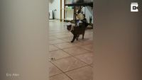 Le catwalk