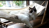 Chat dans un hamac