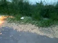 Pollen en feu