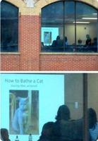 Réunion très importante : Comment faire prendre un bain à son chat