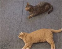 Trois chats