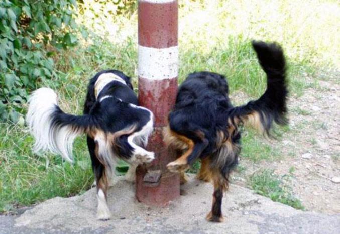 Deux chiens qui urinent sur le même poteau