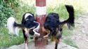 Pipi en duo