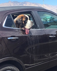 Un Saint-Bernard heureux