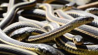 La plus grosse fosse aux serpents au monde