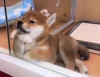 Quand tu veux vraiment te faire adopter 