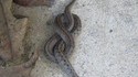 Noeud de serpent