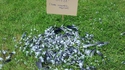 Oiseau gratuit