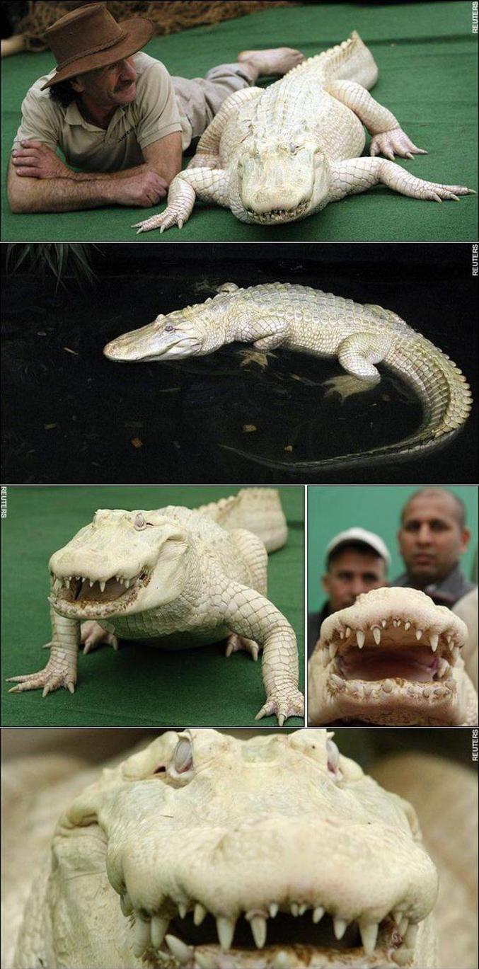 Une crocodile qui doit avoir un peu de mal à se camoufler.