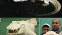 Crocodile albinos