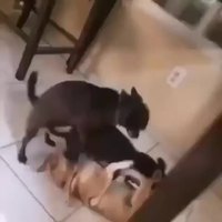 Ils se la donne grave.