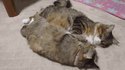 Duo de chats