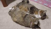 Duo de chats