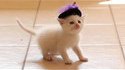 Chatons et chapeaux