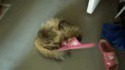 Chat mit K.O par une tong