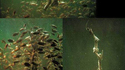 Piranhas affamés