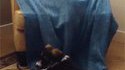 Un chien sous couverture