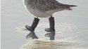Oiseau botté