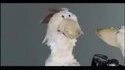 The most natural chicken