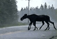 L'élan à huit pattes