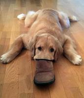 l'odeur de son maître