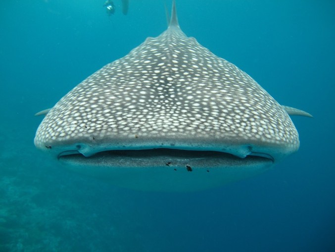 https://rakbeisrael.buzz/le-plus-grand-requin-du-monde-a-des-dents-dans-les-yeux-selon-les-scientifiques/