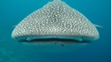 Si un requin baleine voit une femelle à son goût, il peut la manger des yeux... et plus, si affinité..
