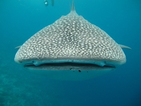 Si un requin baleine voit une femelle à son goût, il peut la manger des yeux... et plus, si affinité..
