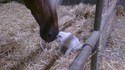 Câlin de chat à un cheval