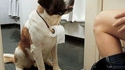Chien de secours