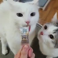 Donner sa langue de chat au chat