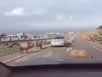 Violence routière